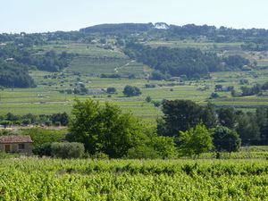 cassis_vineyard.jpg