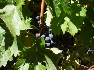grape.jpg